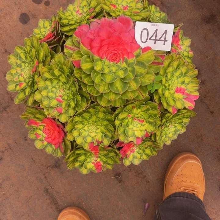 哈哈多肉植物福利044