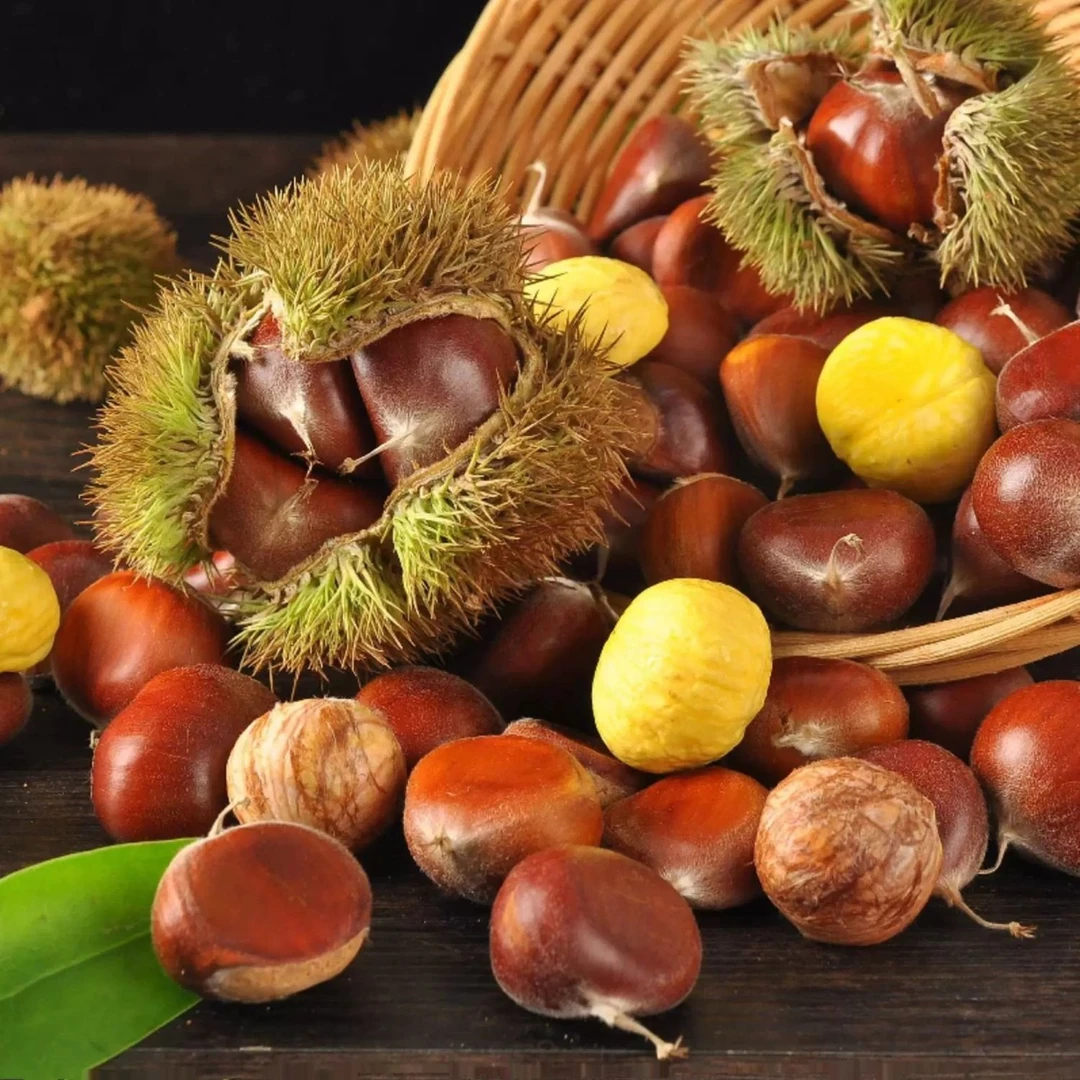 【惠农】湖北大别山板栗高山栗子脆甜容剥壳新鲜板栗坏果包赔