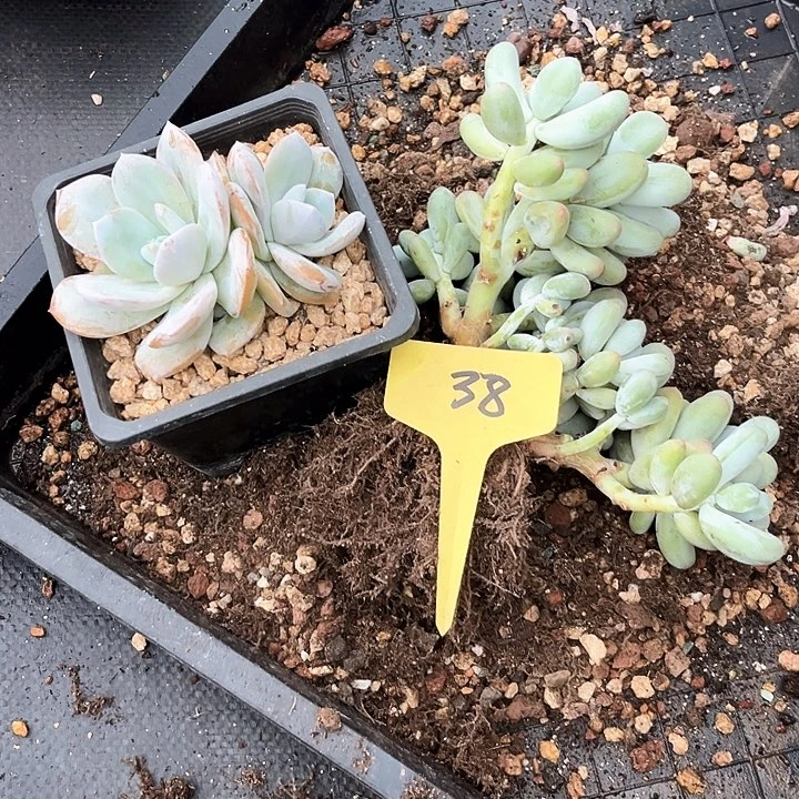 …***…米可奶38号码牌子的