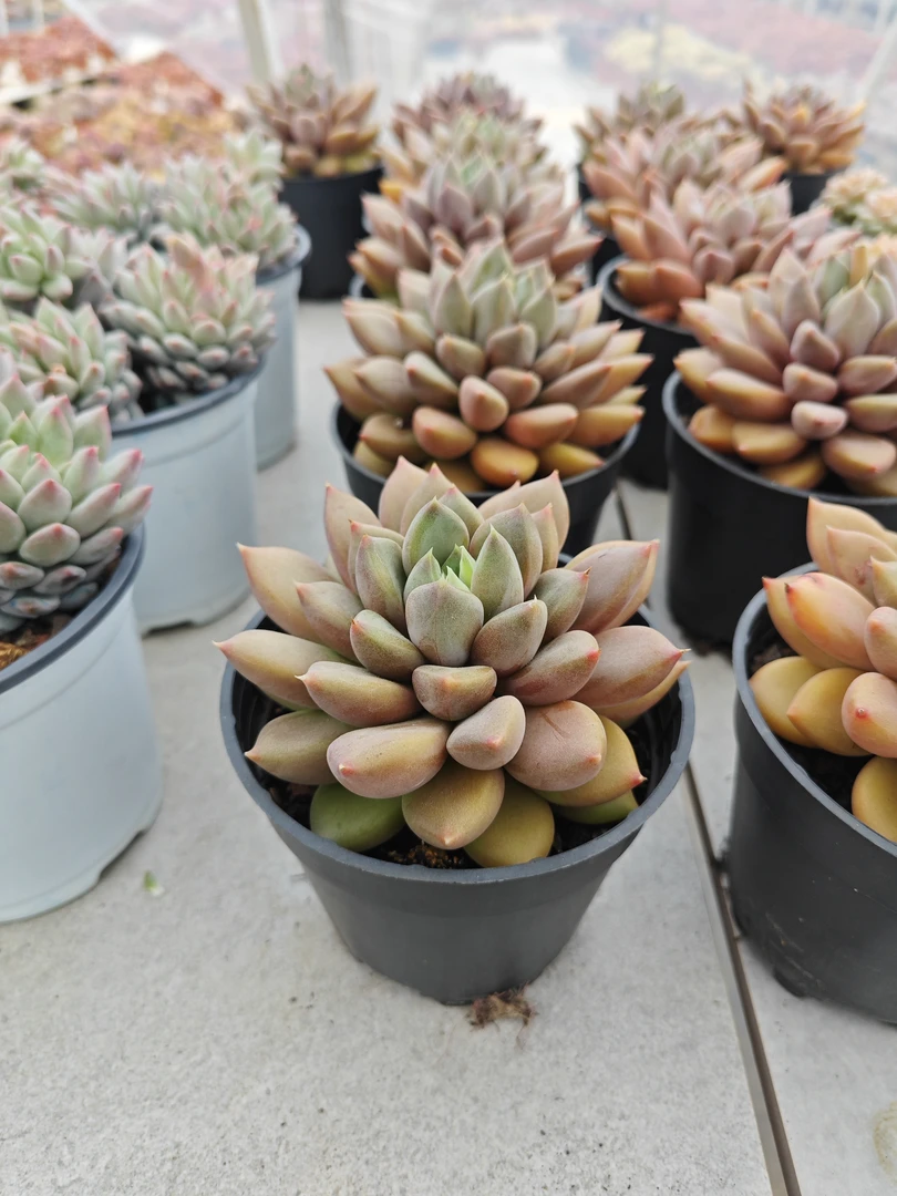 精品单头象牙 11多肉 一年四季可种植