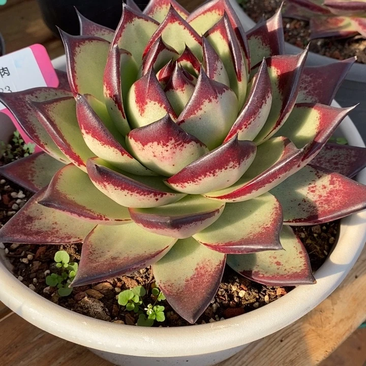 D283- 直播福利 乌木