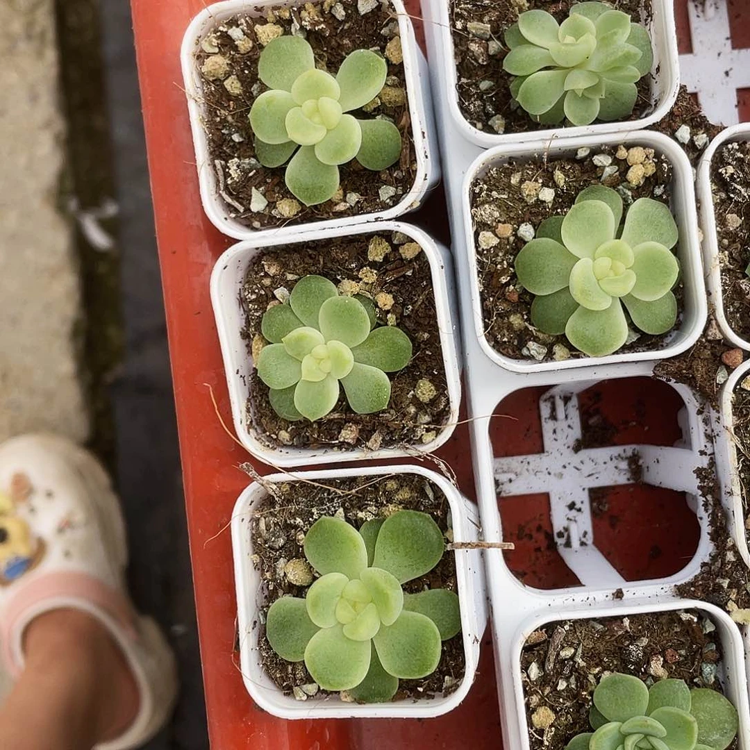隐藏财富中苗盆一个满25包邮
