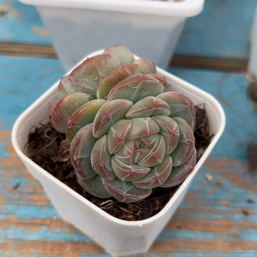 多肉植物一物一拍（10号）