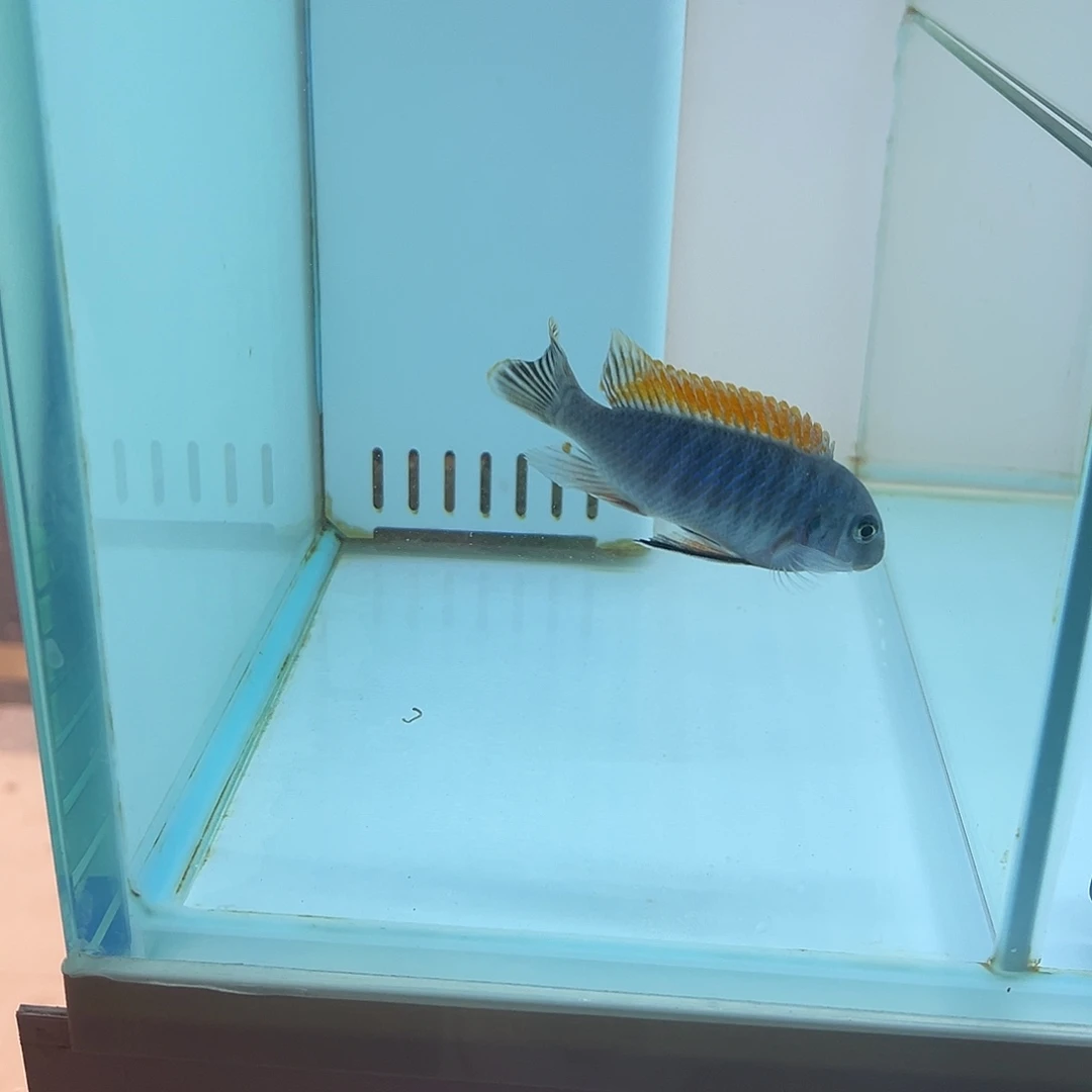 海水鱼2222222222222222