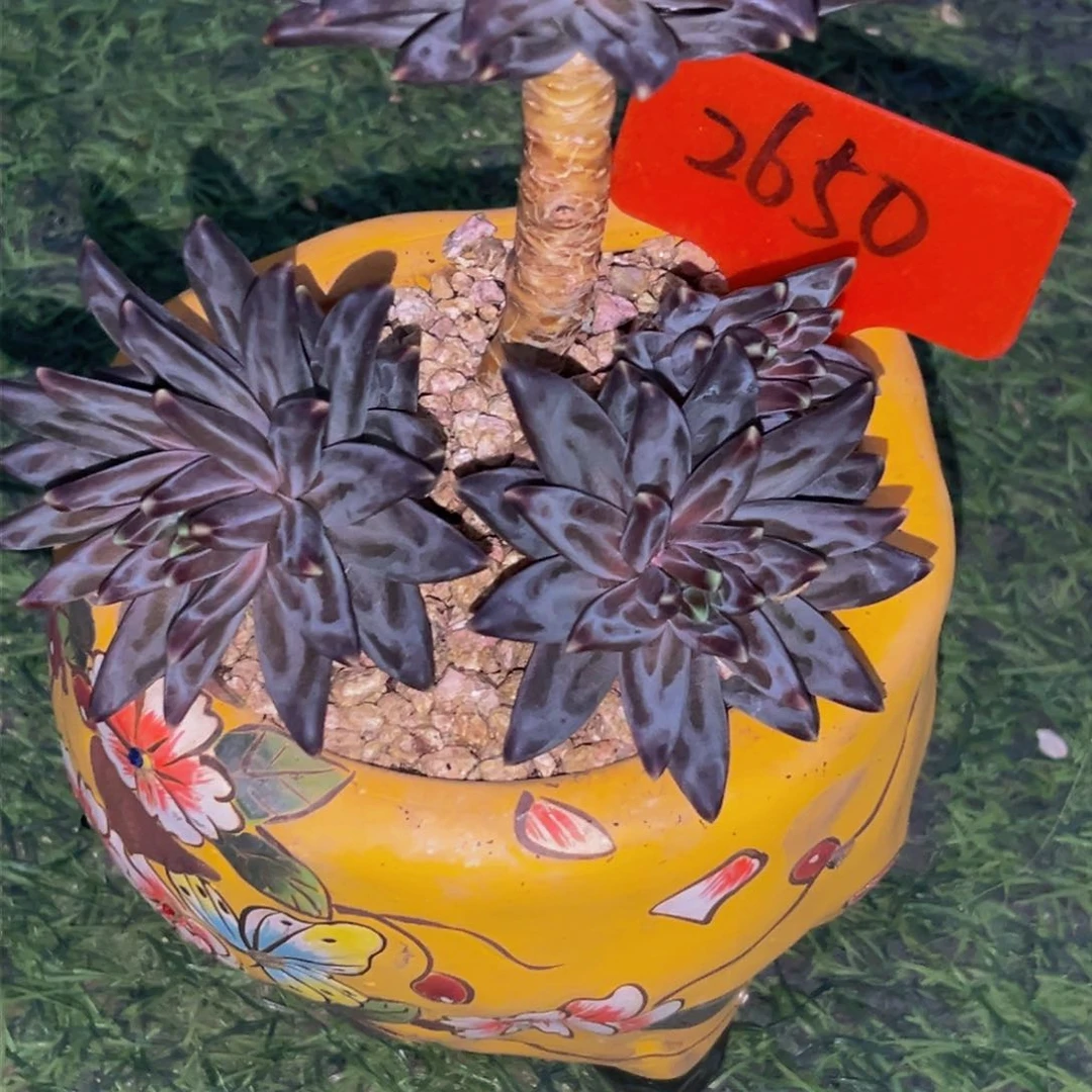 2650下午多肉植物群生