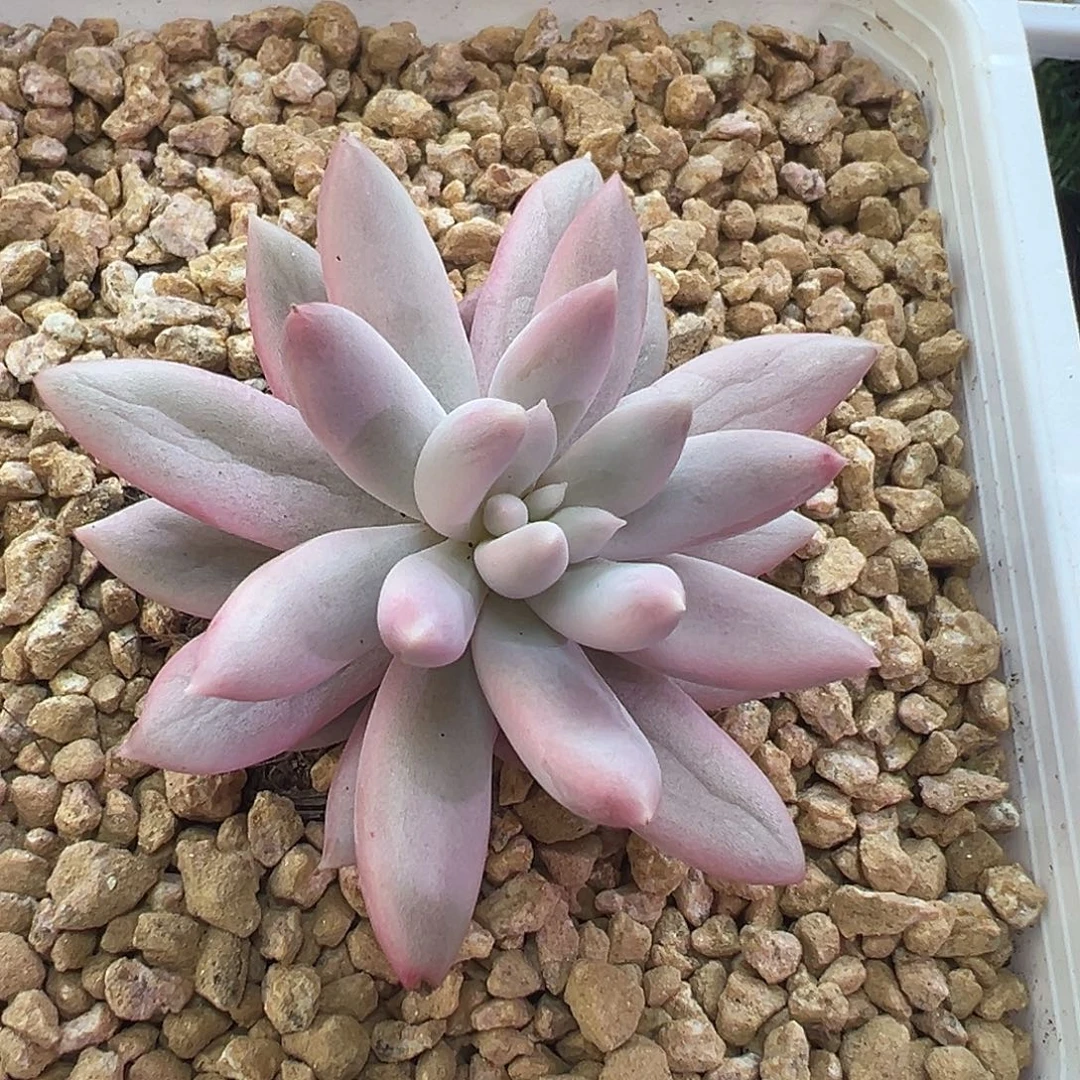 所罗门锦多肉植物