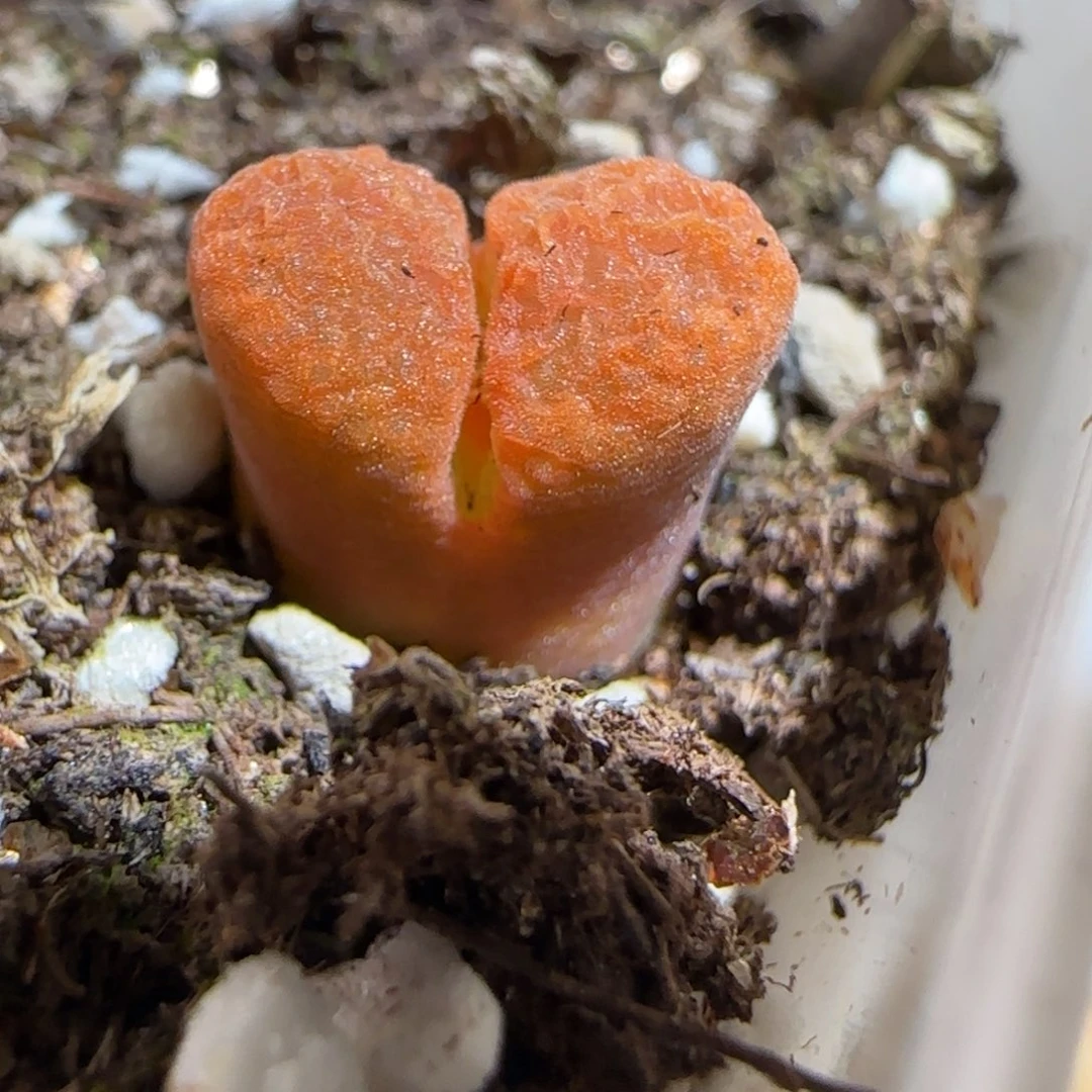 肉锥多肉植物组合-蛋糕386