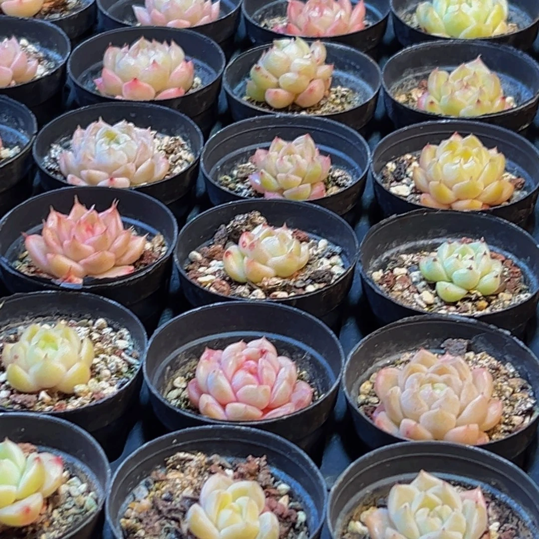 650多肉葡萄领导人物库资料的