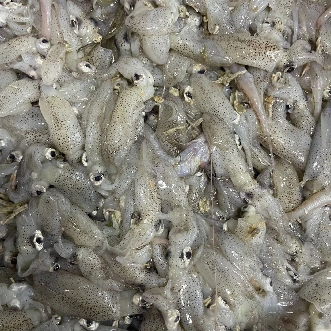 大连野生笔管3斤顺丰发货