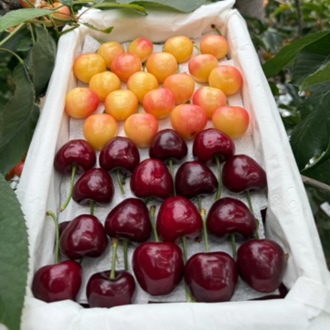 大连【红黄双拼】黄金果丰收100樱桃现摘新鲜应季孕妇水果J顺丰包邮