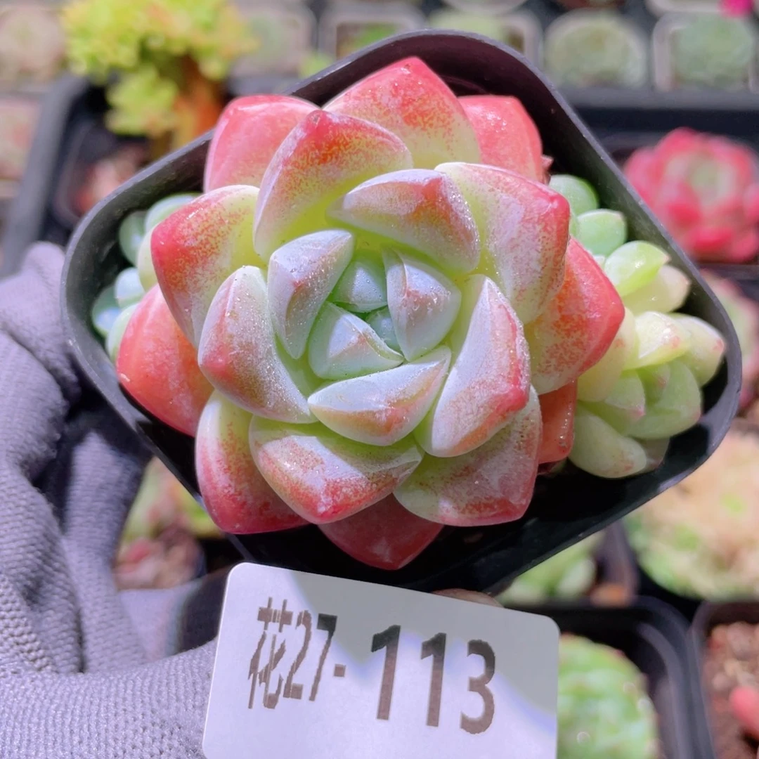 花利美27-113冰玉