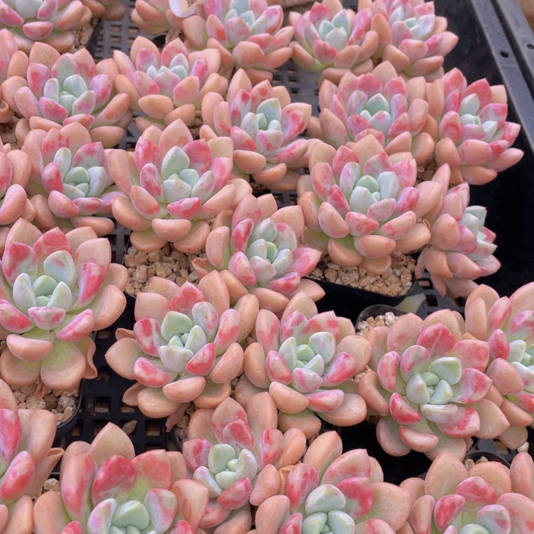 量拍6号 白鹭花斑鹭老桩大双头一个