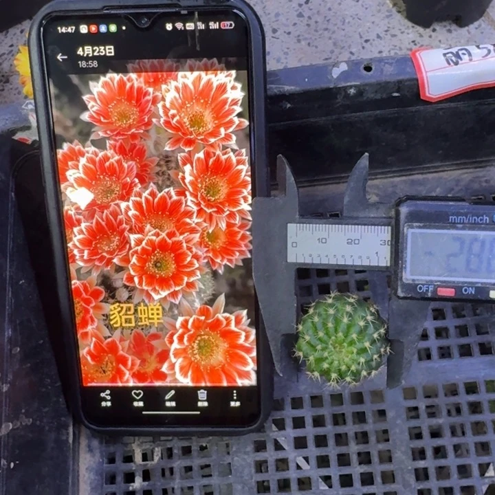 382丽花貂蝉歪2到3公分左右无根侧牙，20包邮