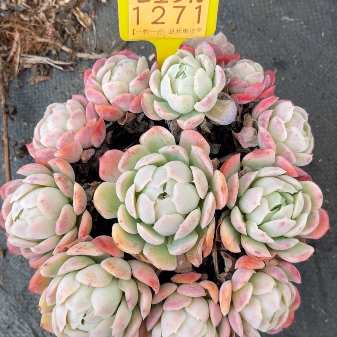 云尘多肉一物一拍不包整带土发1271