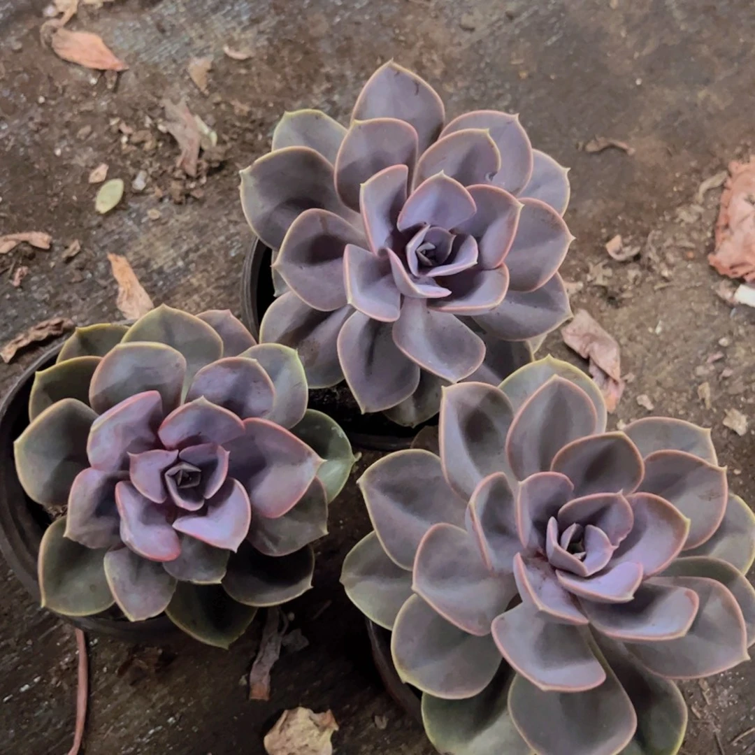 紫珍珠单头小老桩三盆