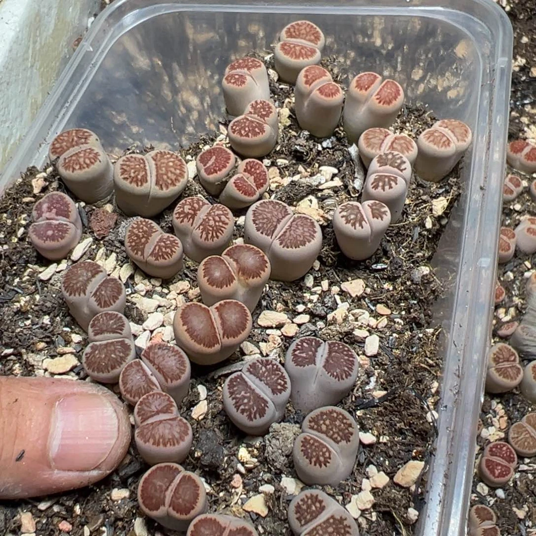 【闪购商品】 510。