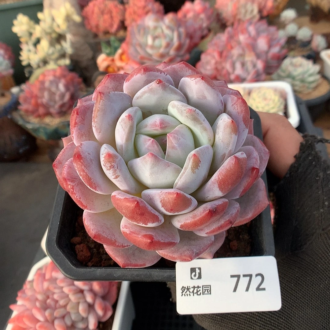 772钻石橙多肉植物6666