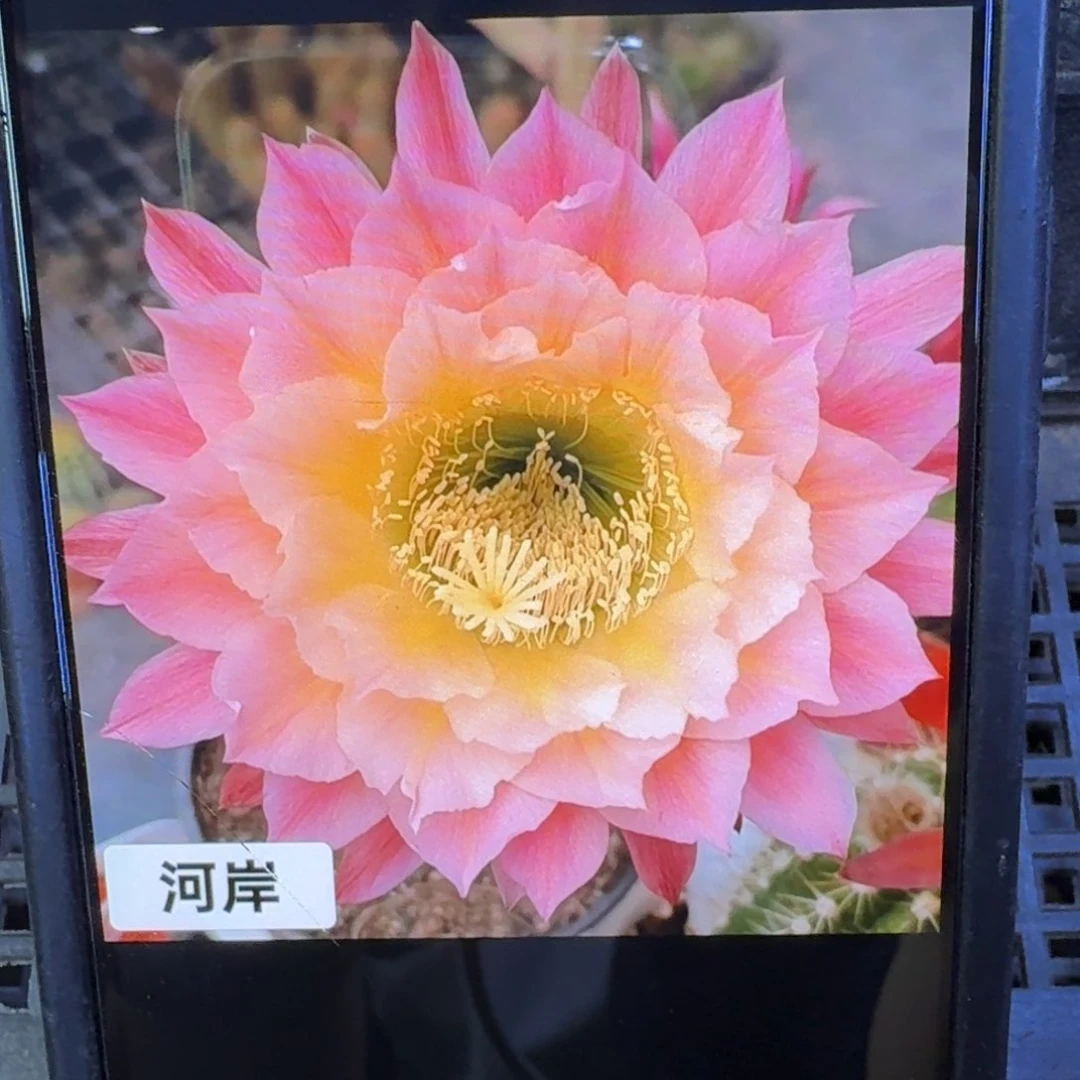 49毛花柱河岸歪4公分左右无根侧牙，20包邮