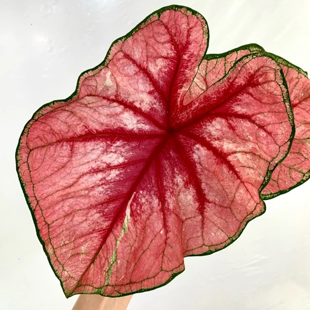 彩叶芋泰国光辉室内观叶植物网红风易活好养阳台客厅绿植装饰百合