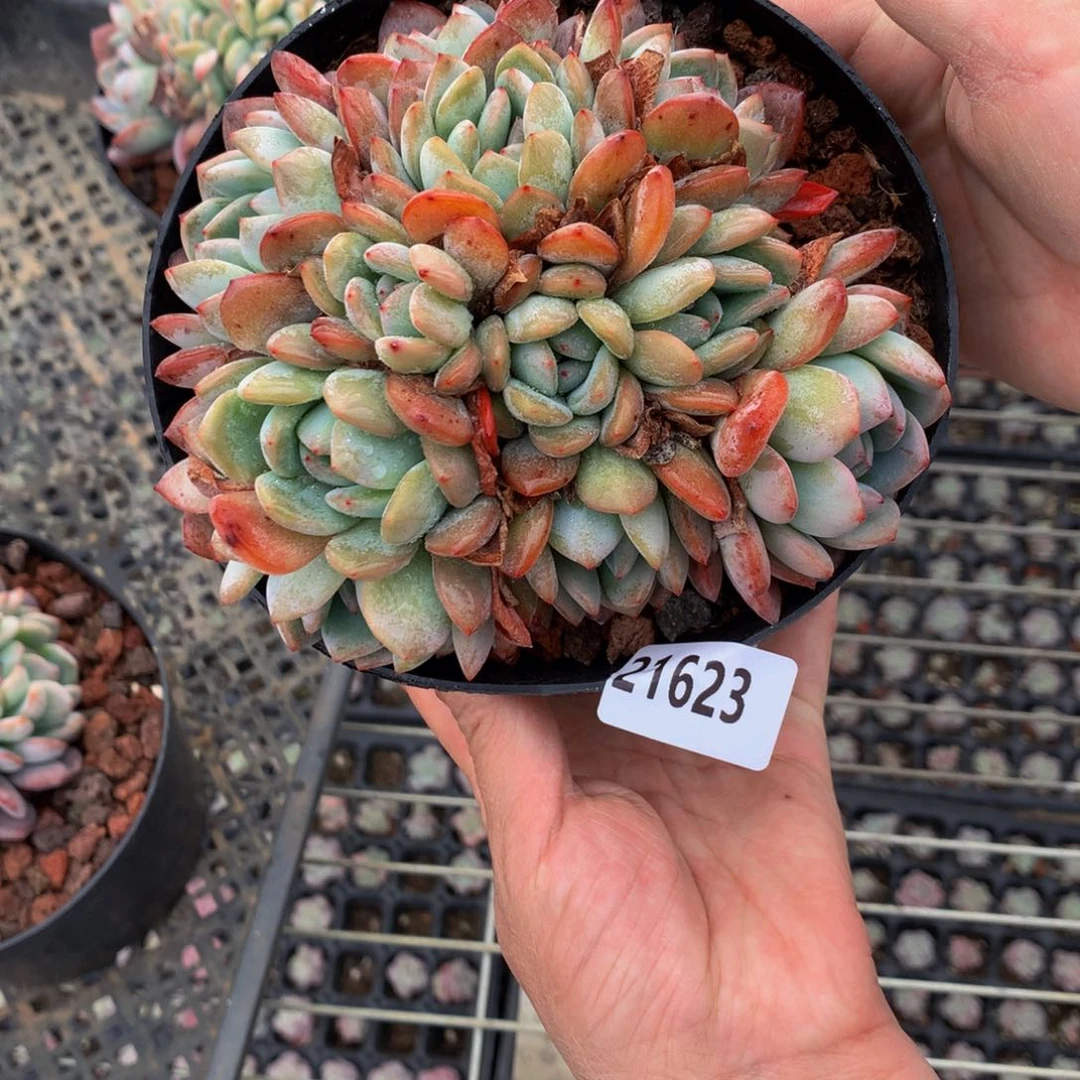 21623多头嗯嗯不错很耐人寻味