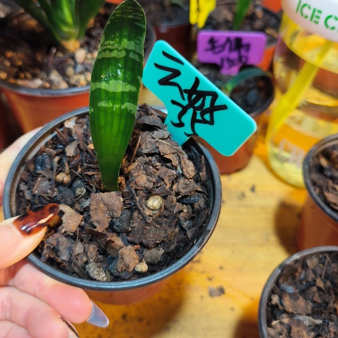 云***好无花朵君子兰直播带货