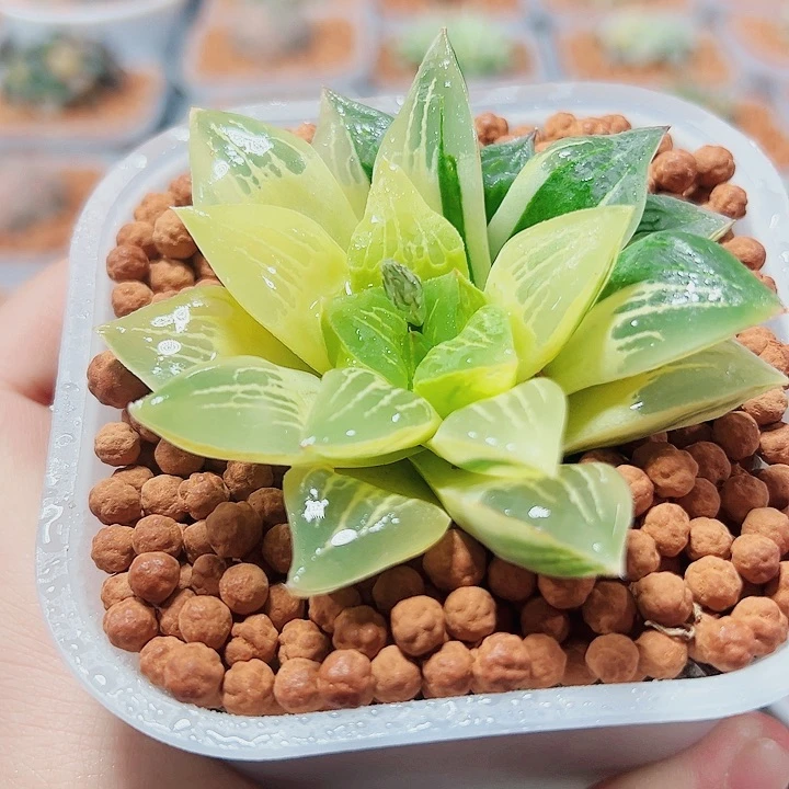 十二卷多肉莫迪卡锦