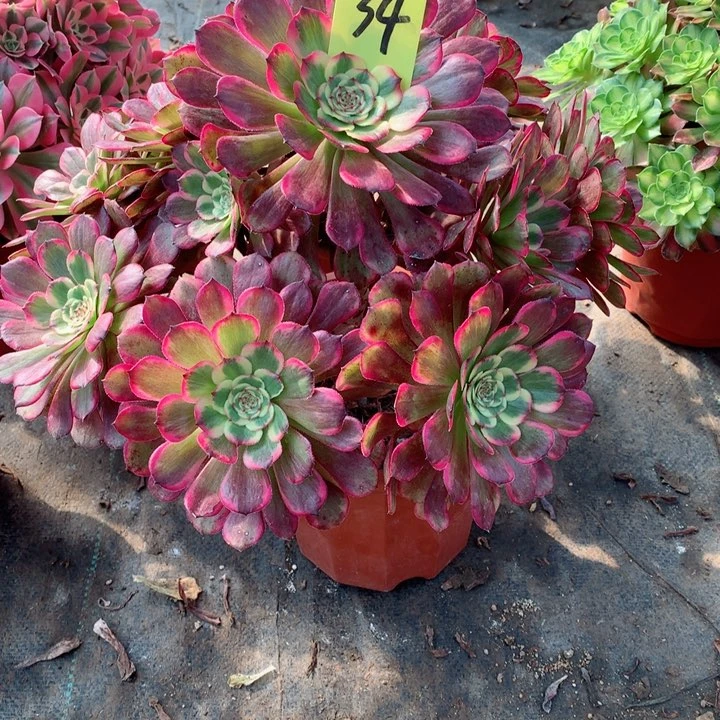 34红金刚多肉一物一拍～