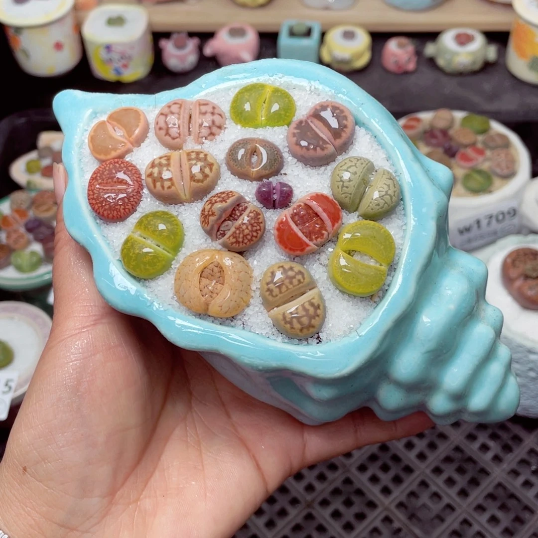 w1716 带盆土发货-零下地区拍保温箱