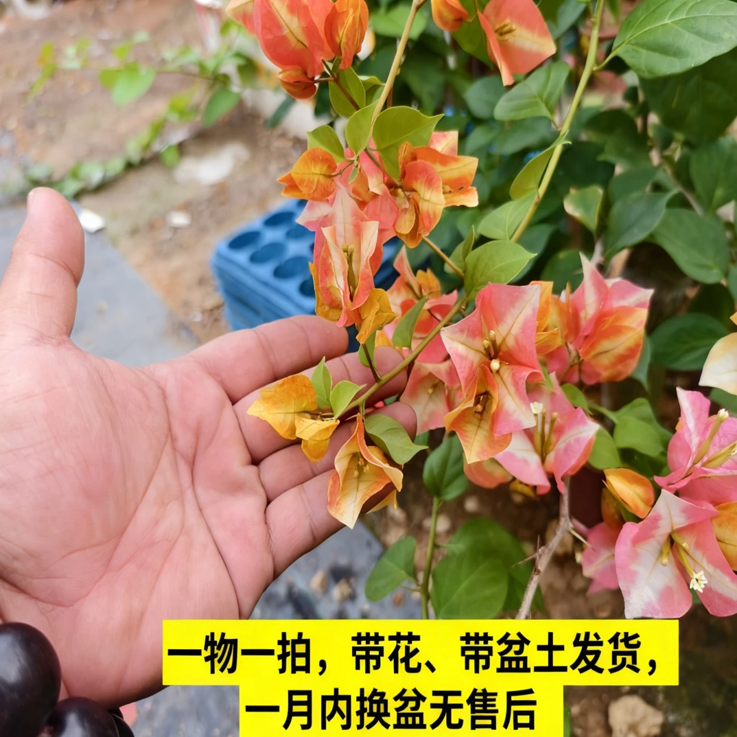 稀缺三角梅品种带花带盆一物一拍