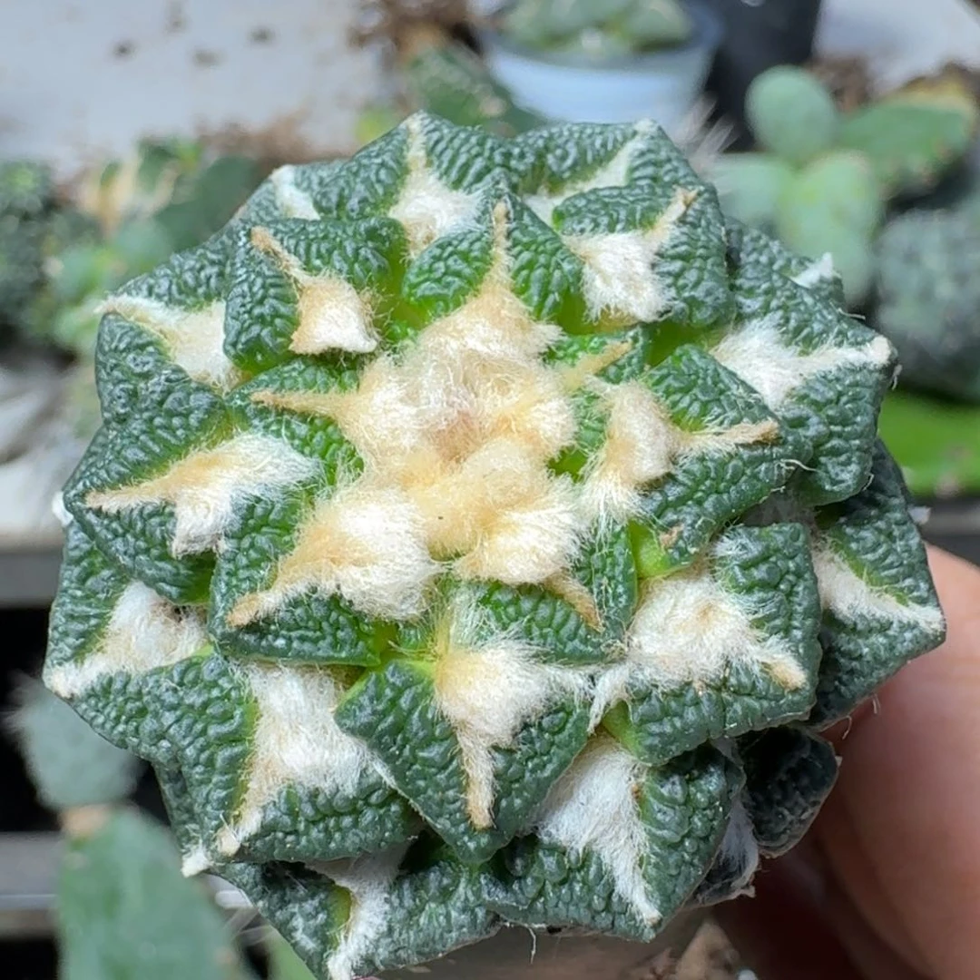 【闪购商品】无花朵颗粒大尤黑628