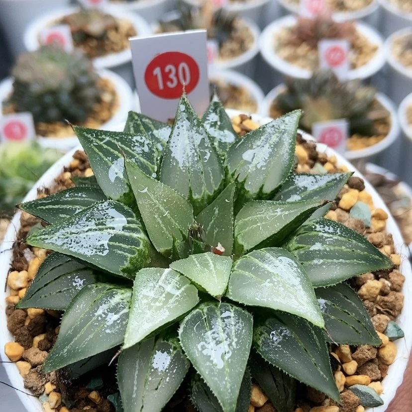 【闪购商品】130大白鲨
