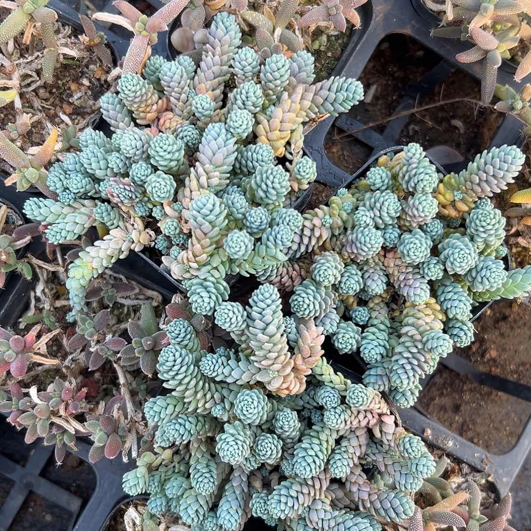 多肉植物三颗姬星美人