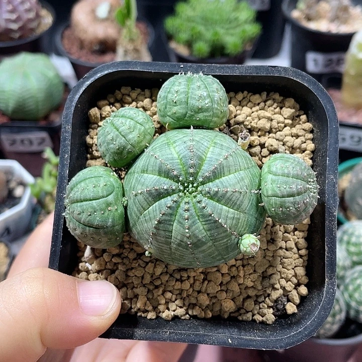 204布纹球多头群植物