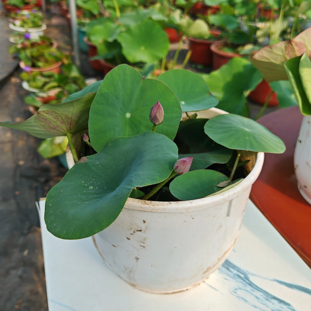 碗莲小型荷花微型带花苞发货多花易成活阳台庭院莲花中小型品种