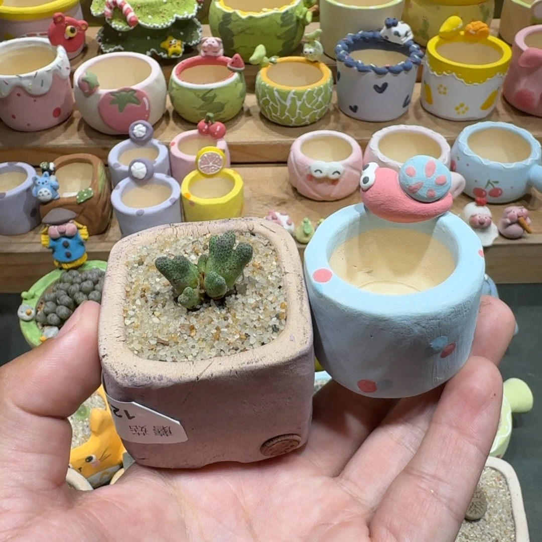 颖***蘑菇1237一颗955d斑马多肉植物