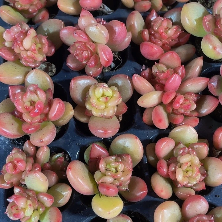 小苹果花1元带土发