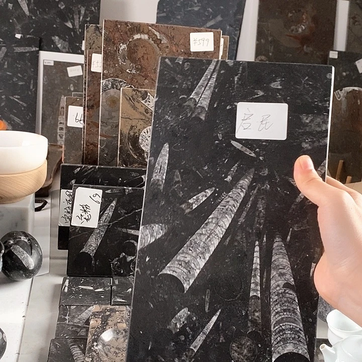 启***）角石化石茶盘干泡台