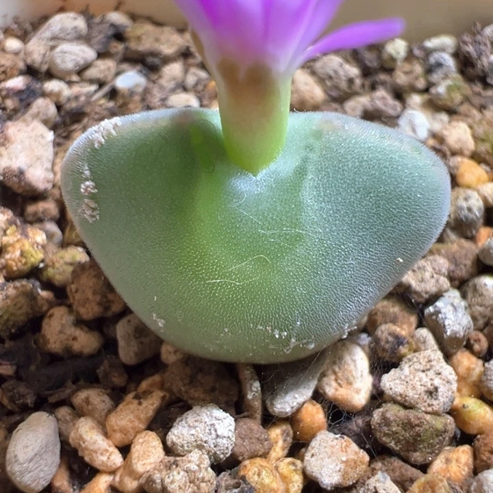 w/172。青蛙3年大眼睛。