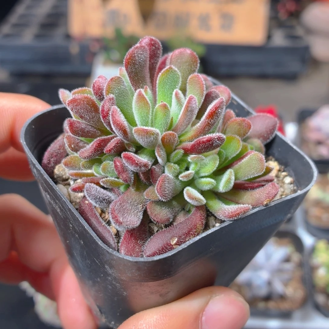 梦椿多肉9.9包邮发货