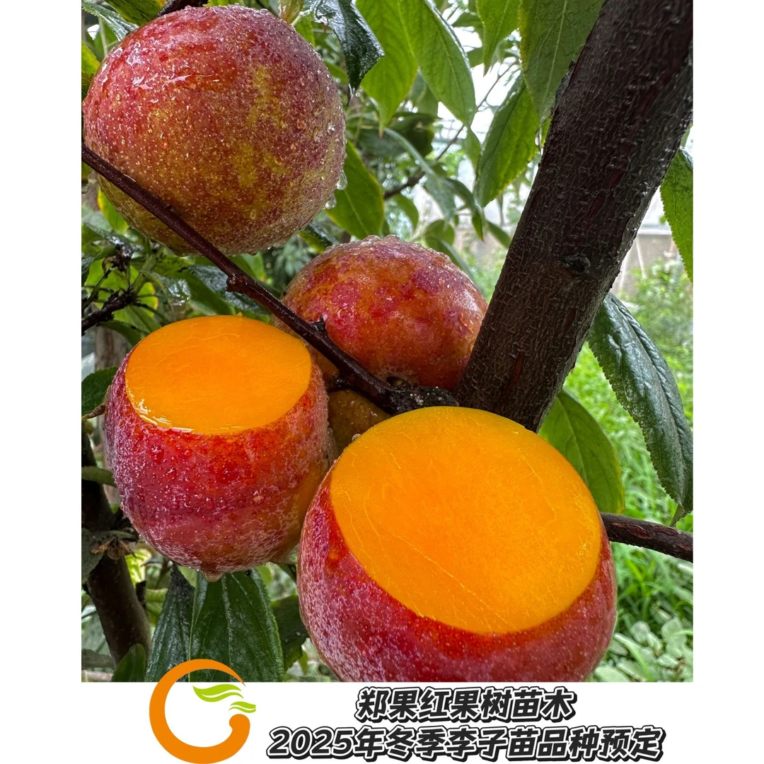 2025年冬季香橙李果树苗  抗细菌穿孔 高糖  丰产稳产 一年成品苗