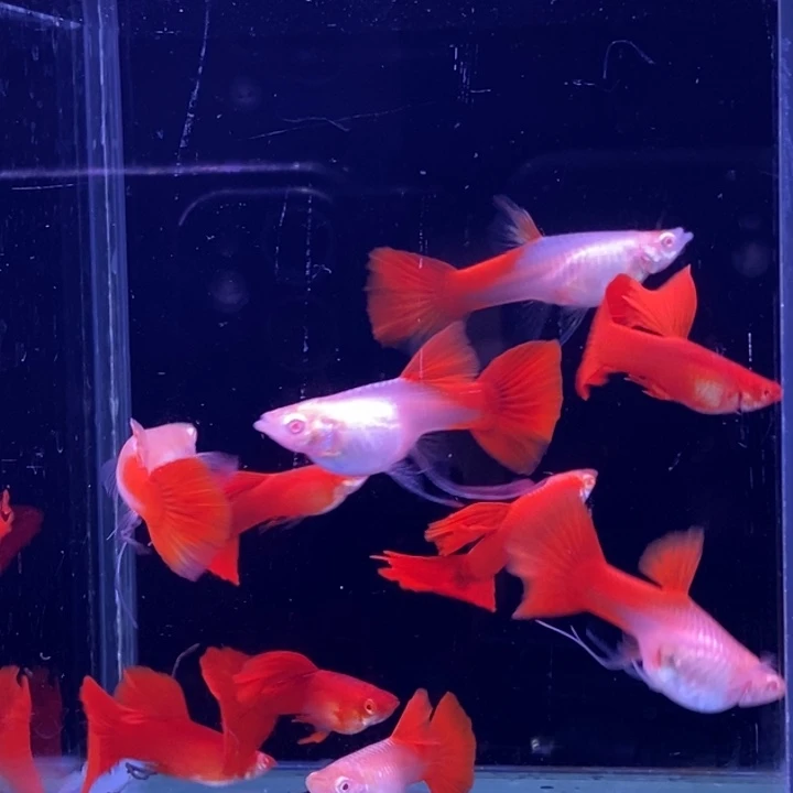 孔雀鱼血红飘带10条