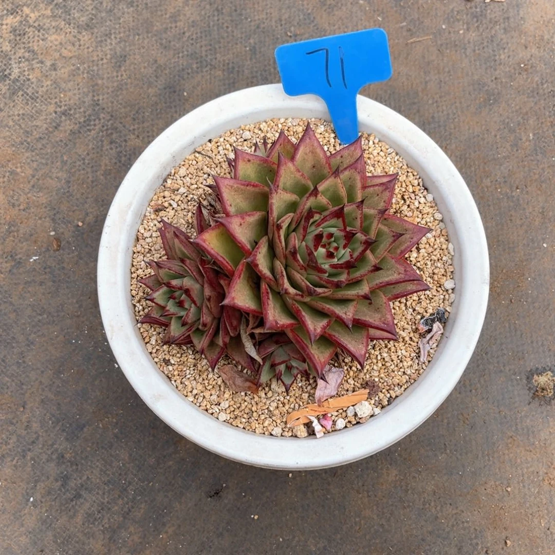 0071东云多肉植物