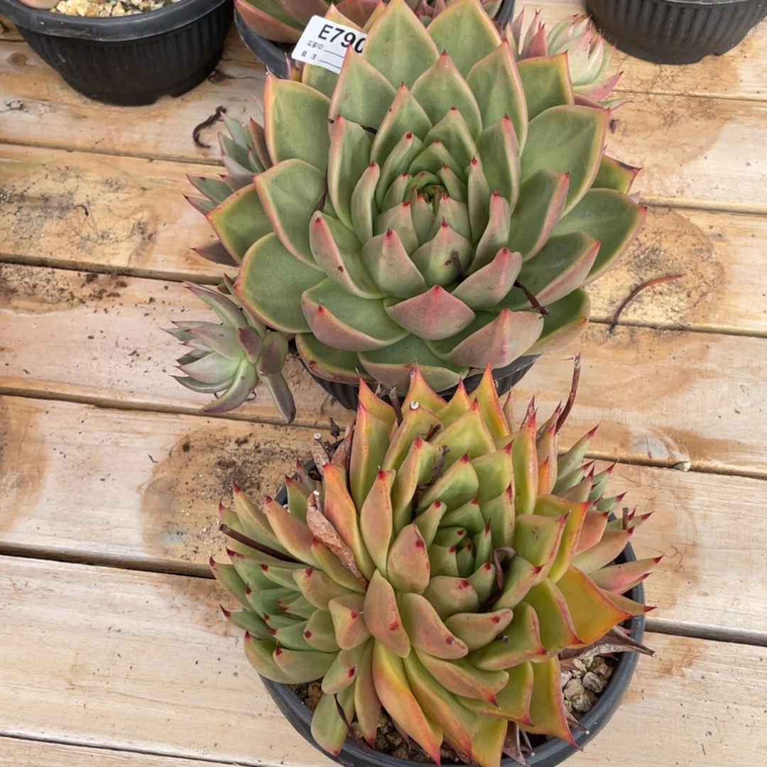 无花朵若如东云组拍E790