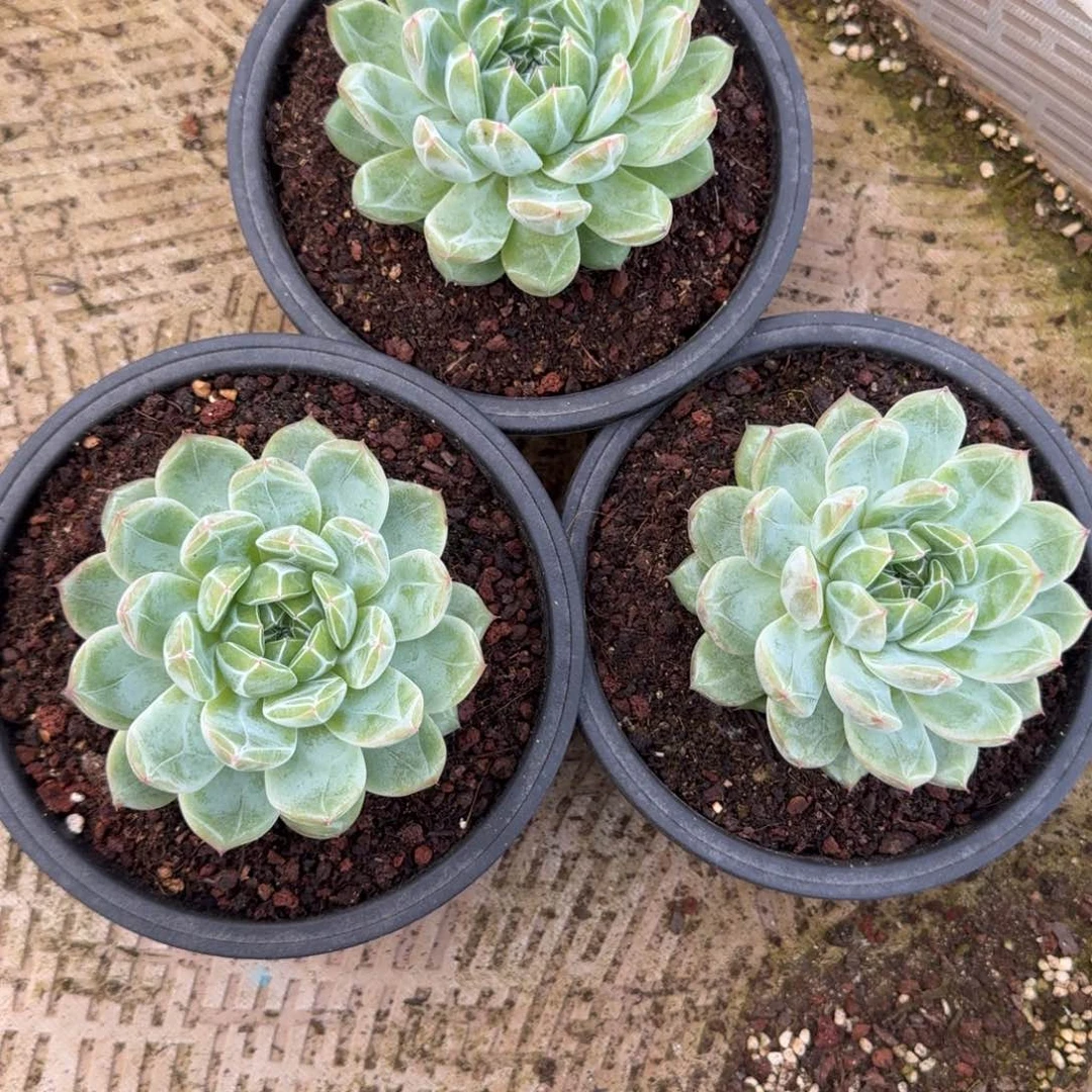 无花朵雪花珍妮单头黑圆盆