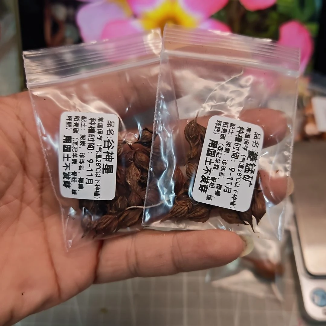****己酢浆草晚花组合谷神星菱锰矿