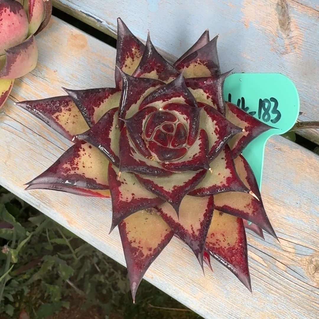 从前慢多肉精选编号0104.183