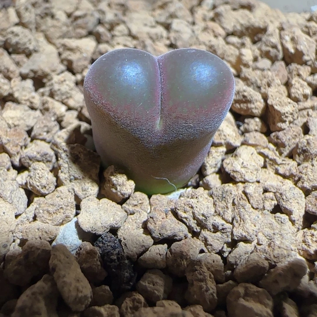 肉锥多肉植物好看-6km风铃1638