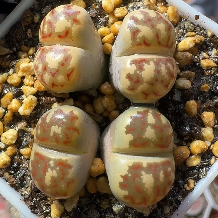 生石花111222。  两对。  350