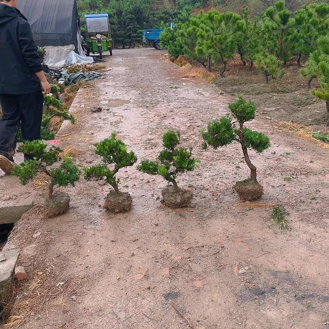 广***虾无花朵罗汉松盆景艺术