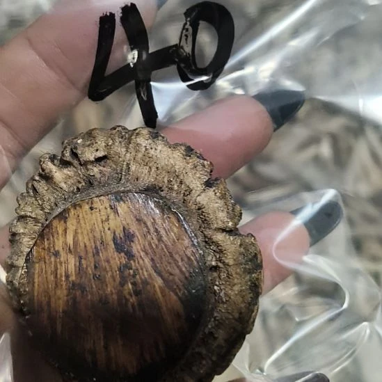 画***人鹿角鹿角鹿角鹿角鹿角鹿角